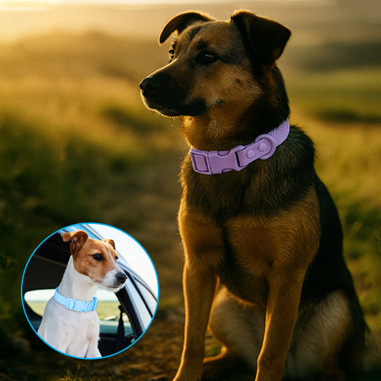 chien porte son collier en pvc