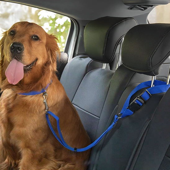 dans dans voiture attache avec laisse
