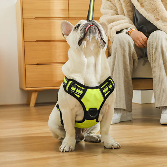 chien porte harnais à côté d'une jeune femme