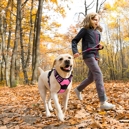 en promenade avec son chien harnais parc 