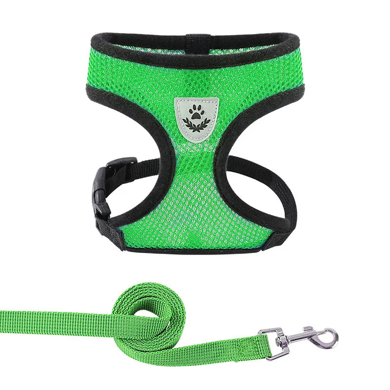 harais petit chien vert