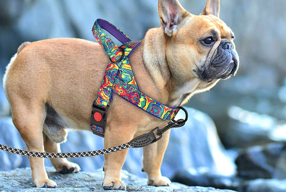 harnais chien devant
