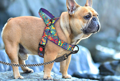 harnais chien devant