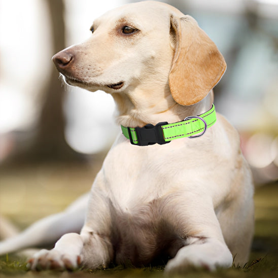 Collier pour Chien Réfléchissant | NylonCollar™
