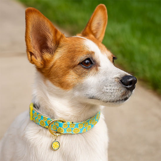 Collier de Chien à Motif de Fruits avec Pendentif™ - Jaune