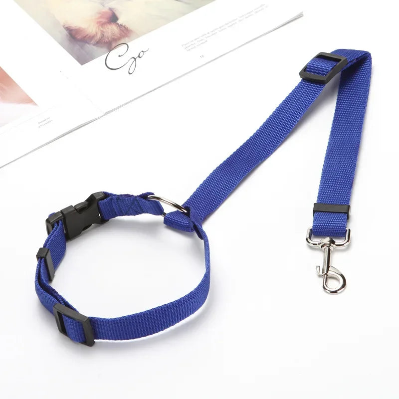 laisse chien bleu