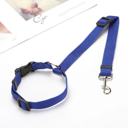 laisse chien bleu