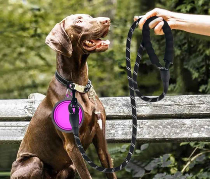 laisse pour chien