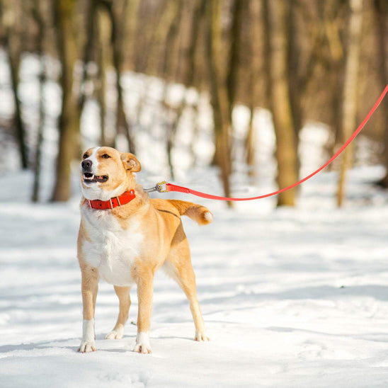 Longe pour Chien | PetLeash™ - Imperméable