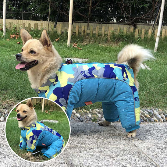 chien porte son manteau chaud imperméable