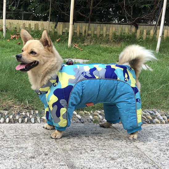 chien avec manteau imperméable hiver