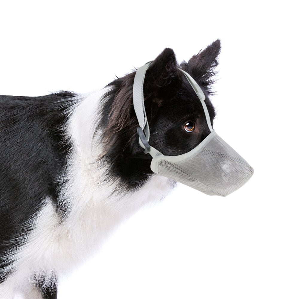 museliere chien antimorsure gris