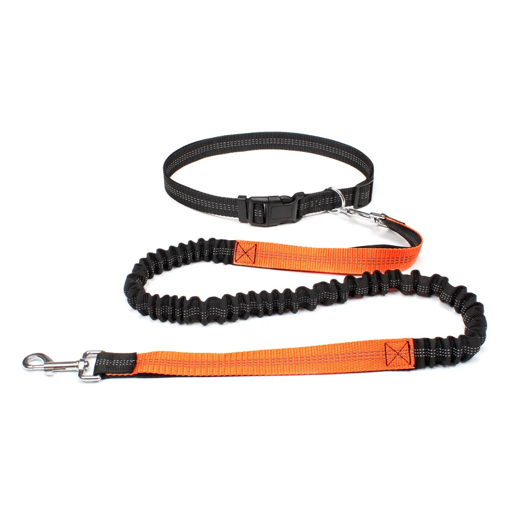 laisse pour chien de motif orange
