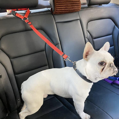petit chien avec laisse dans voiture
