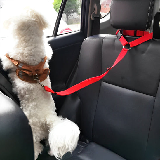 petit chien regarde dans fenetre voiture laisse