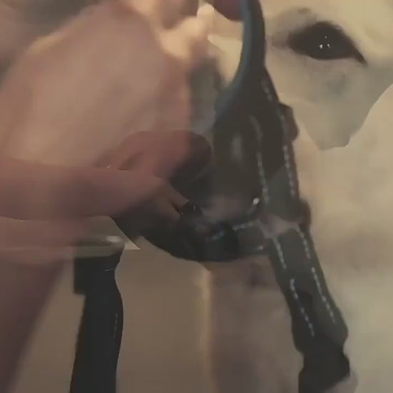chien museliere ajustable