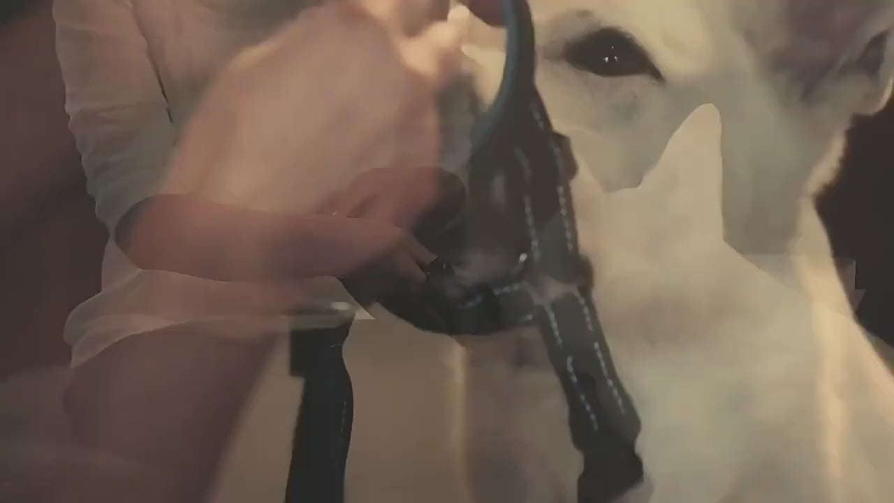 chien museliere ajustable