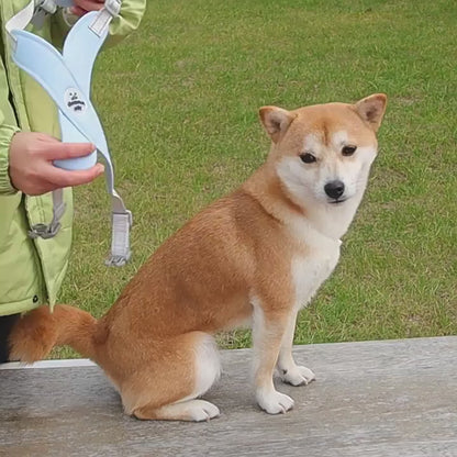 harnais pour chien démonstration
