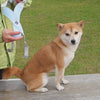 harnais pour chien démonstration