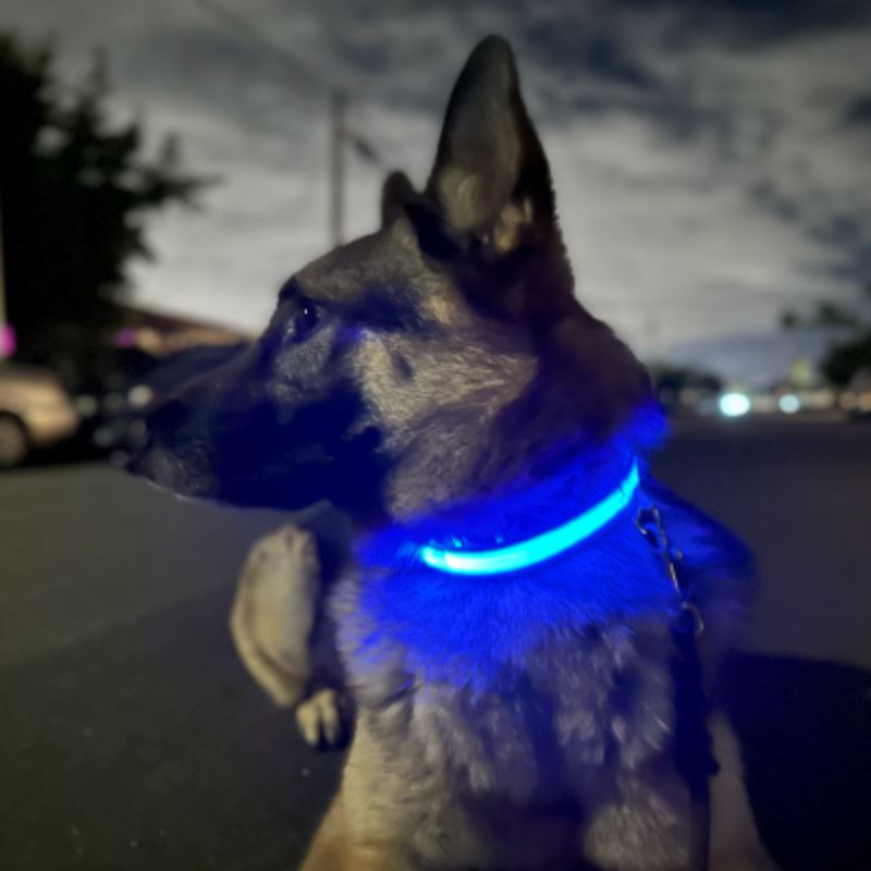 Collier Chien | LEDCollarDog™ - Bleu