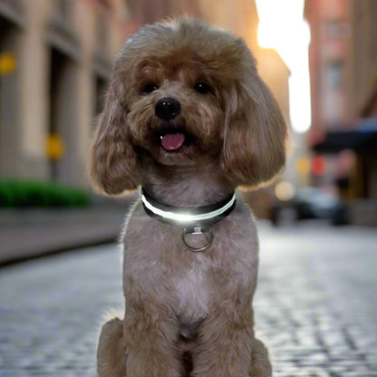 Collier Chien | LEDCollarDog™ - Noir