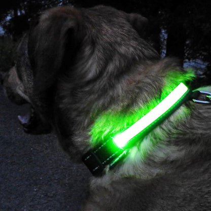 Collier Chien | LEDCollarDog™ - Vert